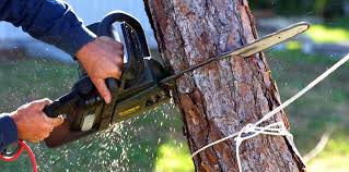 Best Weed Control  in Cotulla, TX