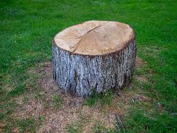 Best Leaf Removal  in Cotulla, TX