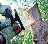 Cotulla, TX Tree Services Company