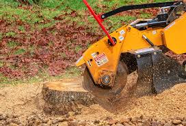 Best Fruit Tree Pruning  in Cotulla, TX