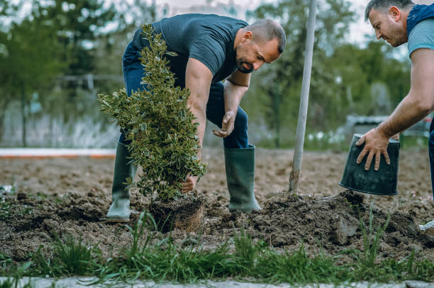 Lawn Renovation and Restoration in Cotulla, TX