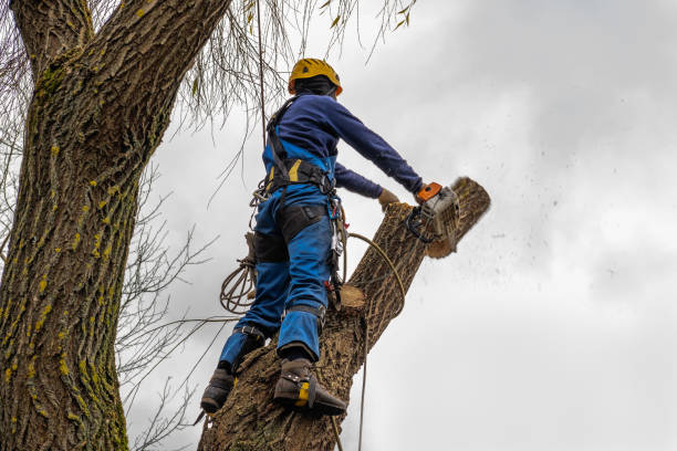 Best Tree and Shrub Care  in Cotulla, TX