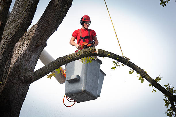 Best Commercial Tree Services  in Cotulla, TX