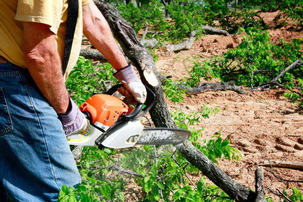 Best Soil Testing and Treatment  in Cotulla, TX